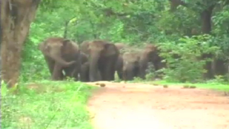 हाथियों को कटहल की दावत.. वन विभाग की नई पहल