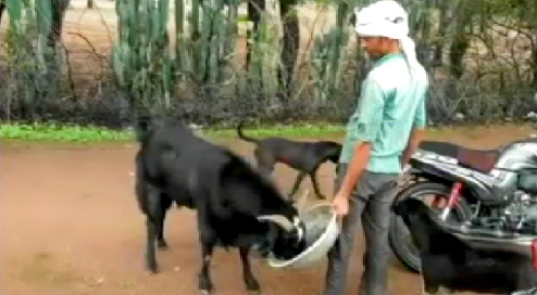 कुदरत का खेल निराला ..बकरा वो भी दूध देने वाला