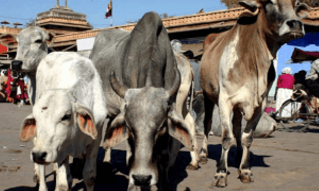 500 गायों की मौत का मामला, निगम के अधिकारी तलब