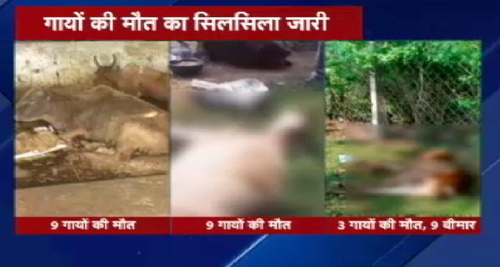 2 ट्रक में लेकर जा रहे थे 66 गाय, दम घुटने से 9 गायों की मौत 
