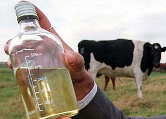 गौमूत्र रखने पर 400 डॉलर का जुर्माना