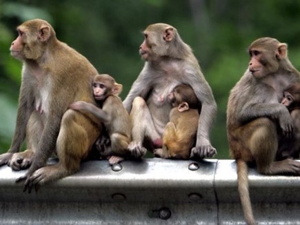 बंदरों की नसबंदी…..