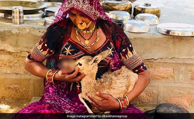 प्रकृति से मातृत्व जैसा स्नेह दिखाती है बिश्नोई समाज की ये तस्वीर