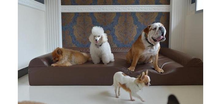 डॉगी की शाही खातिरदारी वाला देश का इकलौता लग्ज़री होटल