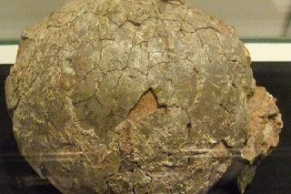 गुजरात में मिला डायनासोर का अंडा !