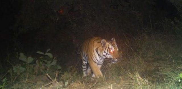 शहडोल में 7 बाघों का मूवमेंट कैमरे में कैद, वन विभाग ने ली राहत की सांस