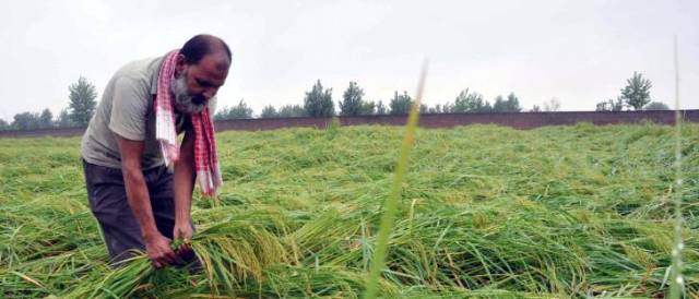 हे भगवान क्या करे किसान ! बारिश और ओलावृष्टि से फसल बर्बाद