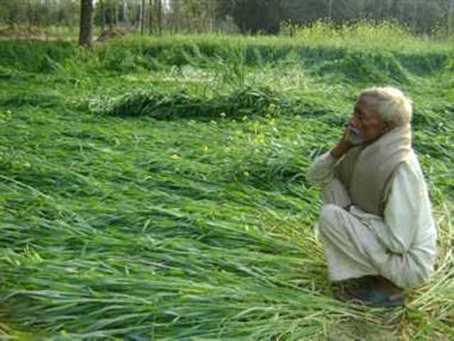 क्या फसल बर्बादी जानने के लिए किसानों की मौत के इंतजार में है कृषि विभाग ?