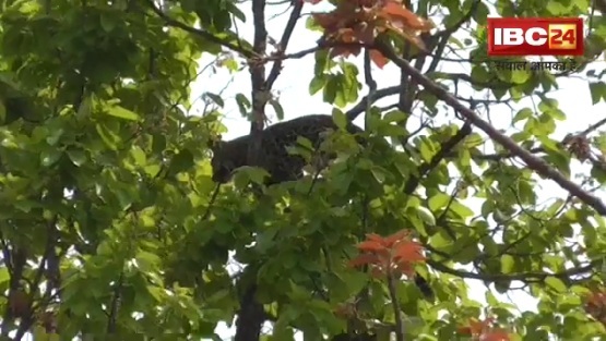 पेड़ पर चढ़ गया तेंदुआ तो जुट गई गांव की भीड़ 