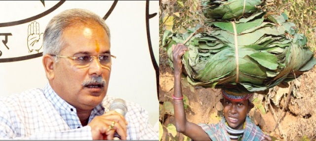 तेंदूपत्ता खरीद में भूपेश ने लगाया  घोटाले का आरोप, सरकार ने किया खारिज
