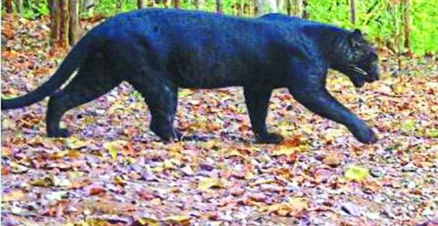 उदंती टाइगर रिजर्व में दिखा जंगल बुक का बघीरा, कैमरे में कैद काला तेंदुआ