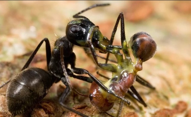 विस्फोटक चींटियां …जो कुनबे की रक्षा के लिए खुद को उड़ा लेती हैं