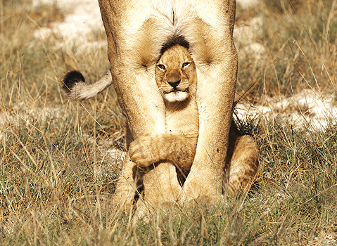 वाइल्ड लाइफ फोटोग्राफी में बनाएं करियर, इन संस्थानों में ले सकते हैं प्रवेश