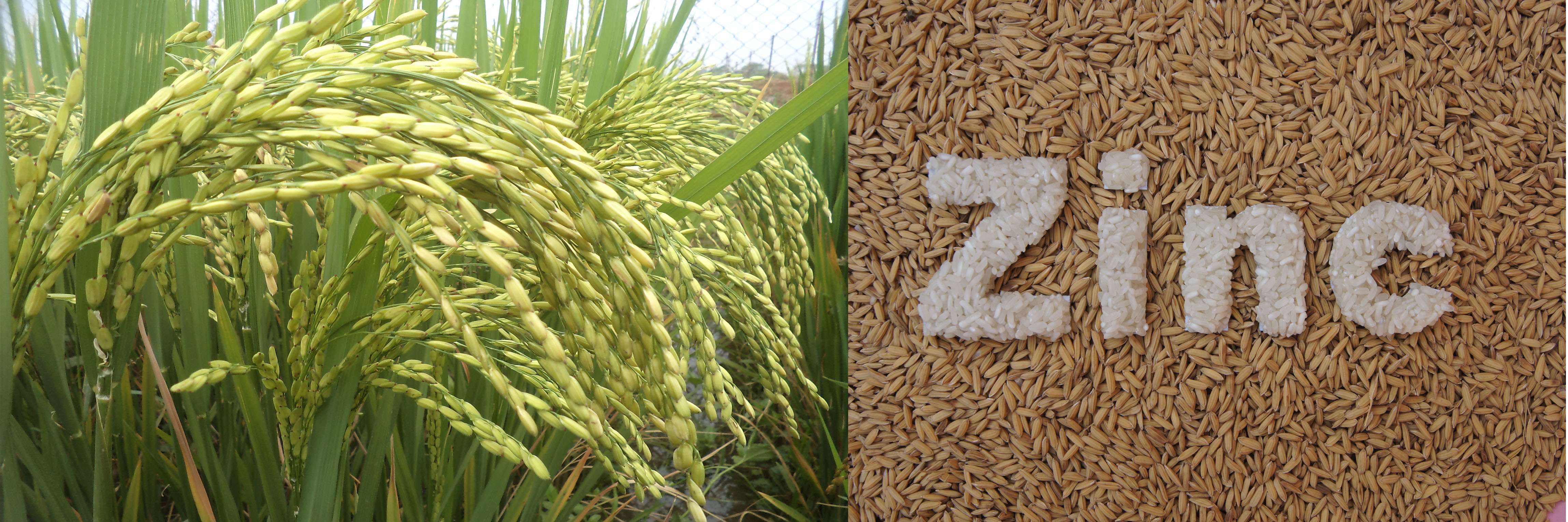 इंदिरा गांधी कृषि विश्वविद्यालय ने विकसित की फसलों पांच नई किस्में, जानिए विशेषताएं