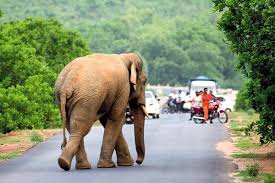 हाथी का उत्पात रोकने भगवान गणेश की शरण में वन विभाग,दंतैल हाथी को पुकारा जाएगा गणेश