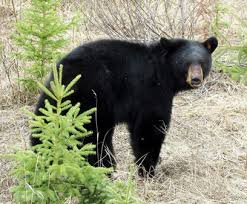 बकरी चराने गये युवक पर भालू ने किया हमला