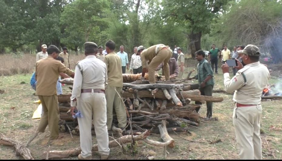 वर्चस्व की लड़ाई में घायल हुई बाघिन की मौत