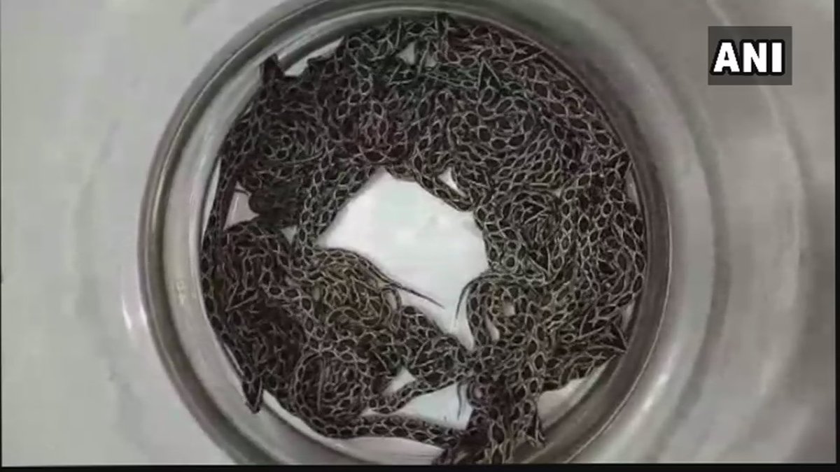 रसेल्स वाइपर सांप ने दिया एक साथ 36 बच्चों को जन्म, लैब में रखे गए
