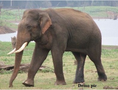 हाथियों ने सात मवेशियों की ली जान, दहशत में ग्रामीण