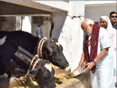 रवांडा के राष्‍ट्रपति को नरेंद्र मोदी गिफ्ट करेंगे 200 गाय