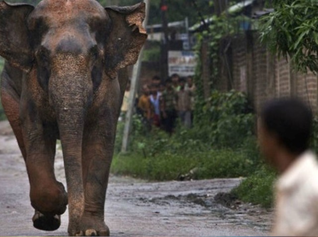 कोरबा के करीब पहुंचा 32 हाथियों का दल, दहशत में लोग, वन विभाग की उड़ी नींद