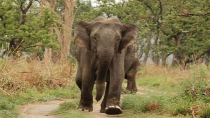 लगातार हाथियों का उत्पात जारी, 20 से ज्यादा मकानों  में की तोड़ फोड़