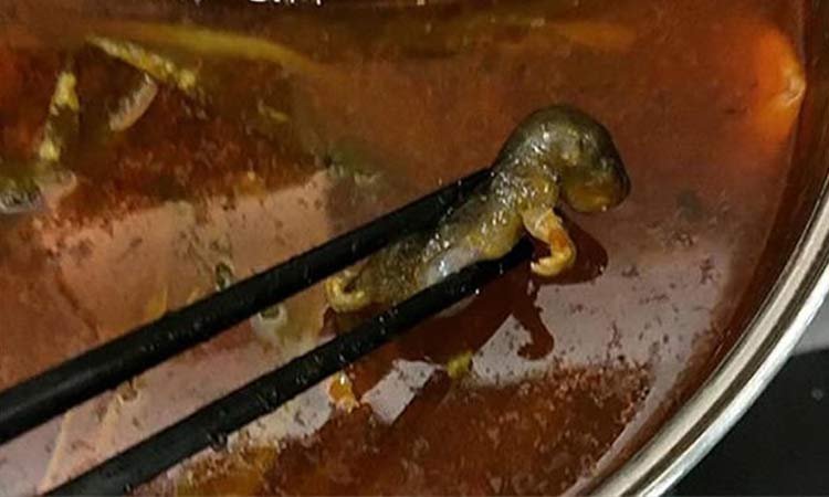 गर्भवती के सूप में मिला मरा हुआ चूहा, रेस्तरां कर्मचारी ने दिया चौकाने वाला ऑफर