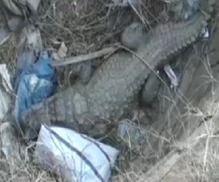 सरकारी स्कूल के सामने दिखा मगरमच्छ, ग्रामीण भयभीत