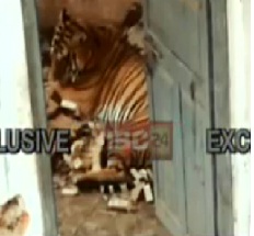 बाघ को पन्ना टाइगर रिजर्व भेजा गया