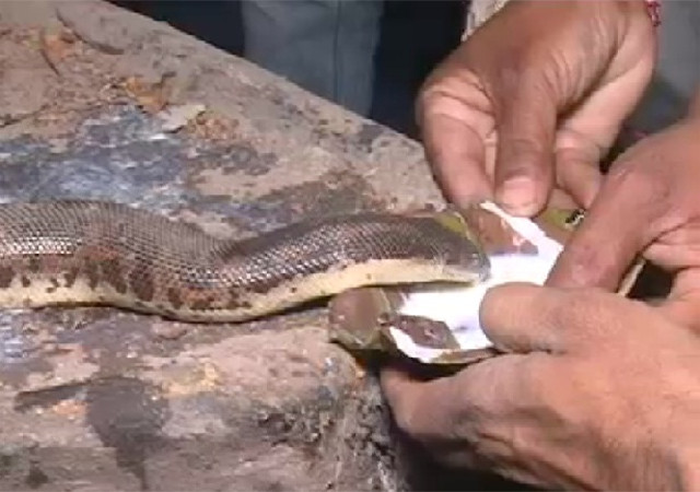 कुआं में गिरा अजगर का एक जोड़ा, वन विभाग की टीम पहुंची