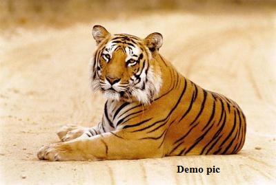 पन्ना टाईगर रिजर्व से निकलकर सतना के जंगलों में पहुंची बाघिन