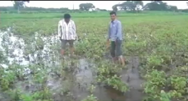 जबलपुर: मटर उत्पादक किसान परेशान