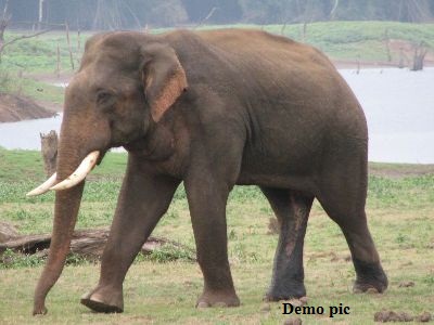 सरगुजा में हाथी का आतंक, एक की मौत, चार घायल