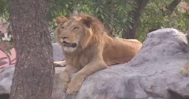 रायपुर: जंगल सफारी का निरीक्षण करेगी नेशनल जू अथॉरिटी की टीम