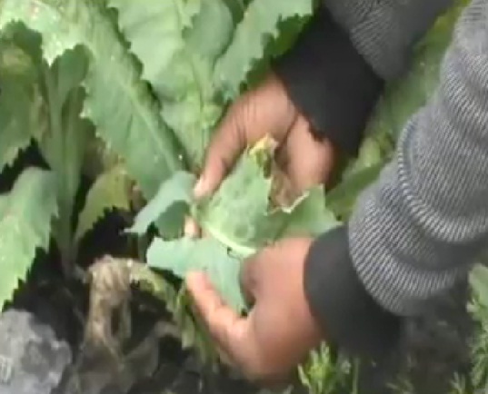 बेमौसम बारिश से फसल तबाह