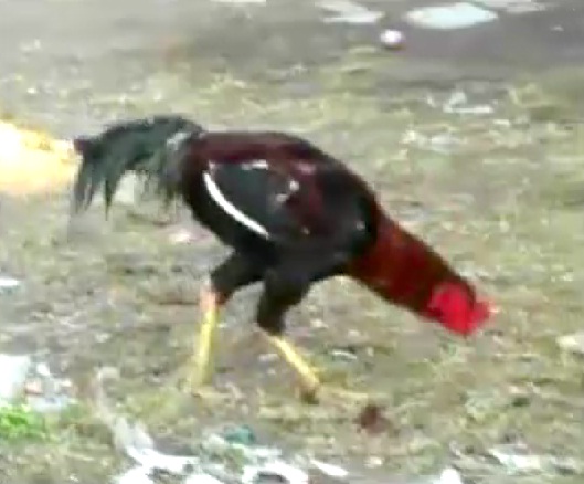 ‘सुल्तान’ बना लोगों के आकर्षण का केंद्र