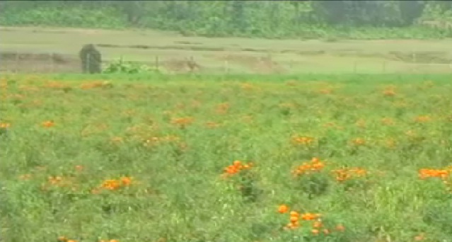 जशपुर के किसानों ने शुरू की फूलों की खेती