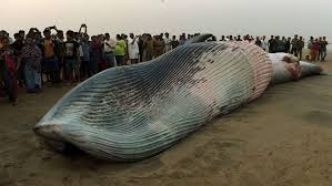 जुहू बीच पर बहकर आई विशाल व्हेल, लोगों की उमड़ी भीड़