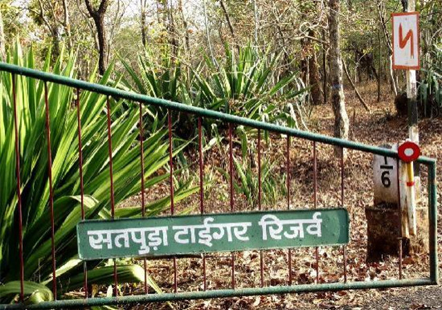सतपुड़ा टाइगर रिजर्व में वन्यप्रणियों की हो रही गणना
