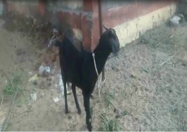 बकरी के घुसने पर बवाल, पहले गिरफ्तार फिर जमानत पर रिहा हुआ मालिक