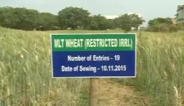 छत्तीसगढ़-टू नाम की गेहूं की नई प्रजाती विकसित