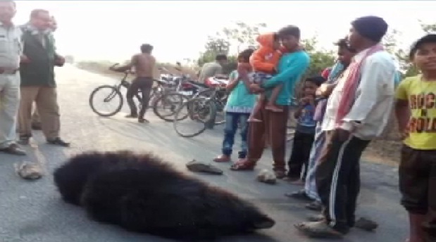 सड़क पार करते भालू की दर्दनाक मौत