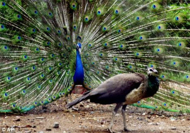 मोरों की लगातार मौत के बाद वन विभाग सख्त