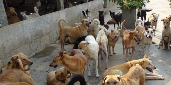 आवारा कुत्तों के आतंक से निजात के लिए कुत्तों की नसबंदी