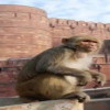 दूध पीला रही माँ के हाथ से बंदर ने छीना बच्चा,फेंकने से मौत