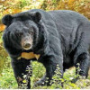 कानन पेंडारी में जल्द दिखेगा हिमालयन भालू और जंगली तेंदुआ
