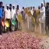 दाम नहीं मिलने पर किसानों ने सड़क पर लुटाए प्याज, लूटने के लिए जुटी भीड़