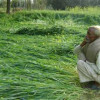 तेज बारिश से गेंहू फसल को भारी नुकसान, जलमग्न हुए सैकड़ों एकड़ खेत