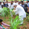गो सेवा के लिए भूल गए कि वे मुख्यमंत्री हैं, CM भूपेश बघेल ने चारा काटकर गायों को खिलाया