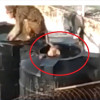 बंदरों के लिए स्विमिंग पूल बना पानी की टंकी, लंगूर लगा रहे गोते, लोग परेशान.. देखिए